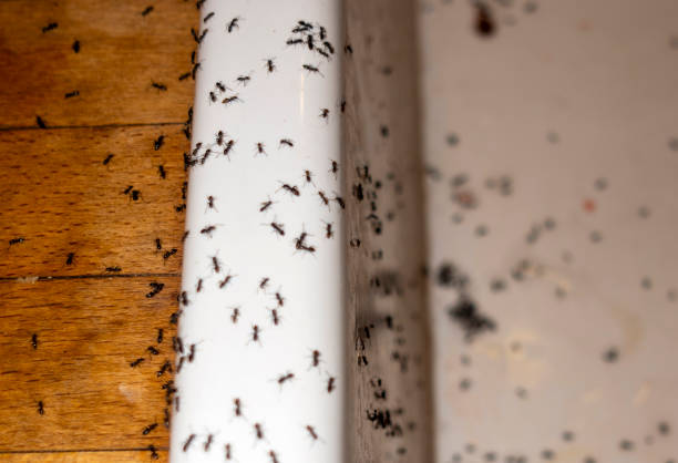 Trusted Swarthmore, PA Pest Control Experts